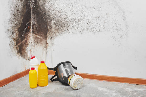 Best Black Mold Removal  in Ecorse, MI