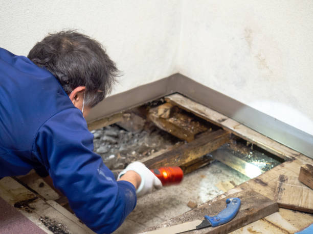  Ecorse, MI Mold Removal Pros