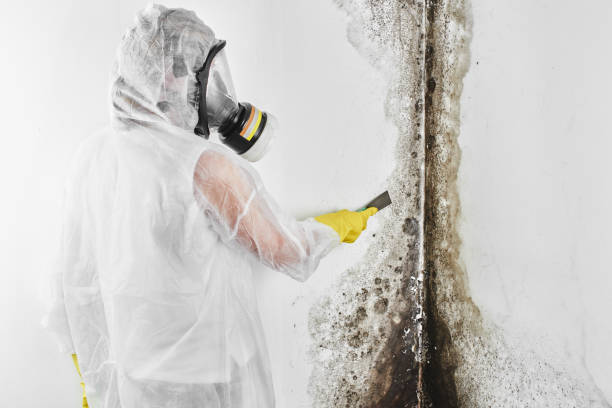 Best Mold Remediation Services  in Ecorse, MI