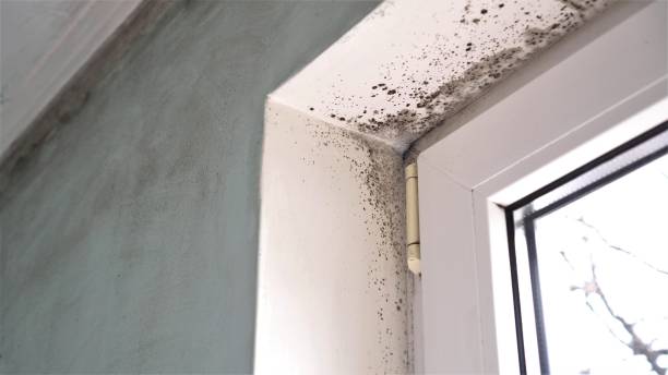 Best Professional Mold Removal  in Ecorse, MI