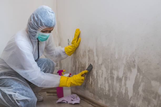 Best Office Mold Removal Services  in Ecorse, MI