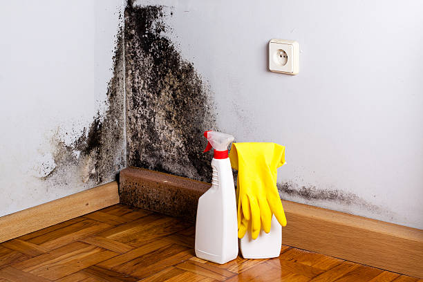 Best Local Mold Removal Service  in Ecorse, MI