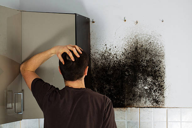 Best Attic Mold Removal  in Ecorse, MI