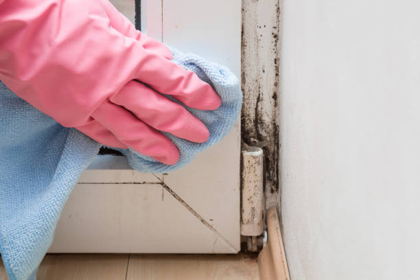 Best Home Mold Removal  in Ecorse, MI