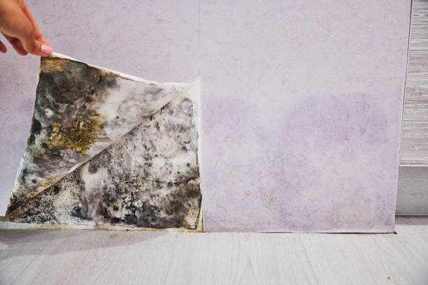 Best Water Damage Restoration  in Ecorse, MI